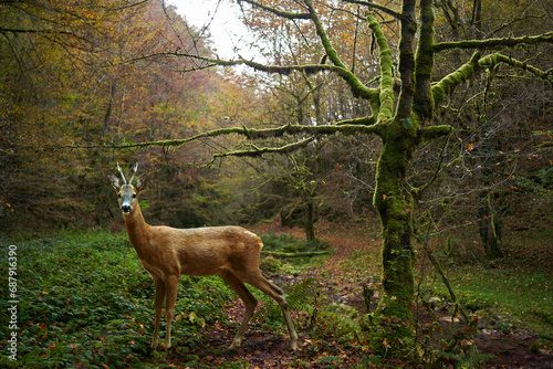Roebuck in the enchanted forest