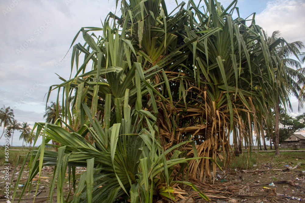 Obraz premium Pandan plants that grow on the coast. Langnga, South Sulawesi Indonesia December 03 2023