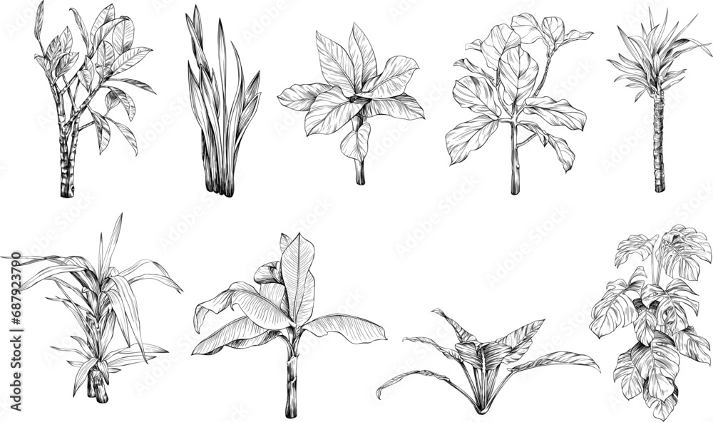 Collection of hand drawn tropical palm trees and plants sketch illustration isolated on white background.