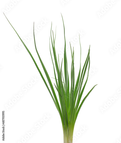 Green grass isolated on white background and texture  clipping