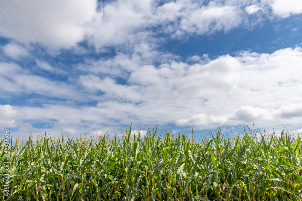 Low angle view of a field of grown corn or maize against a white clouded blue sky