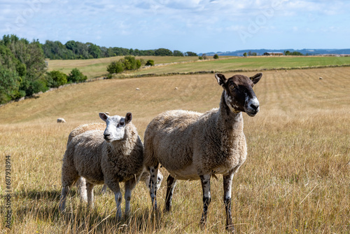 Close up view of two sheep in the grass of an agricultural field in the Cotswolds  UK  one with black spots on the head and some sheep roaming in the field in the background