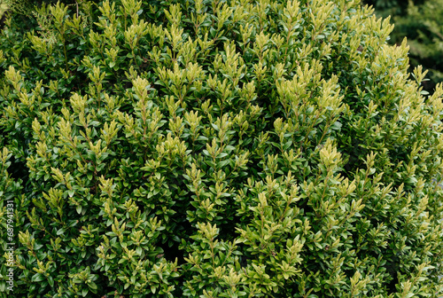Boxwood bush close-up. Park decor.  photo