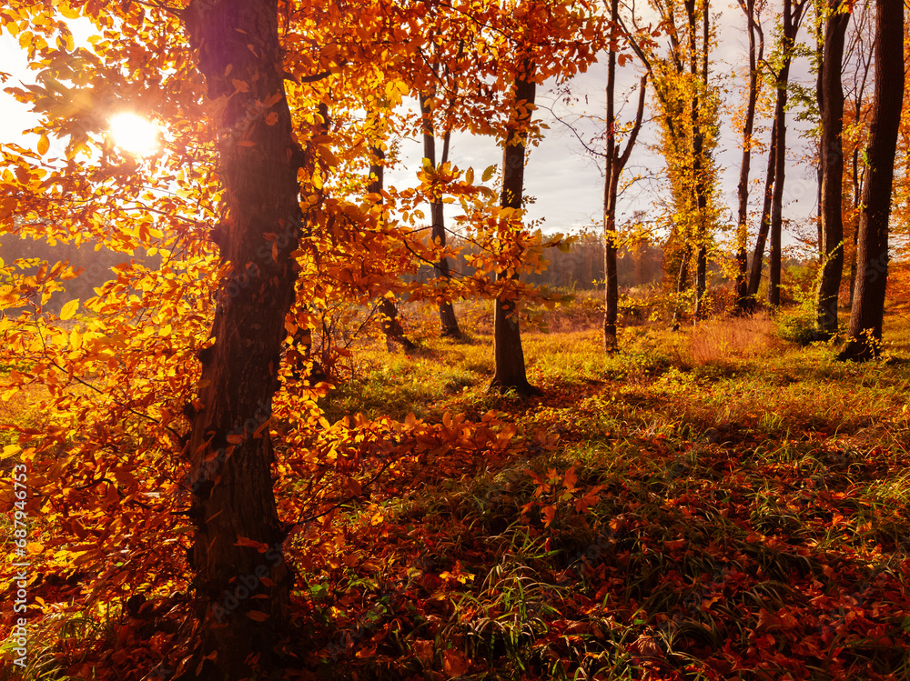 Colorful autumn in a deciduous forest. Yellow leaves on the trees. Nature in golden tones. Atmospheric landscape, beautiful woods.
