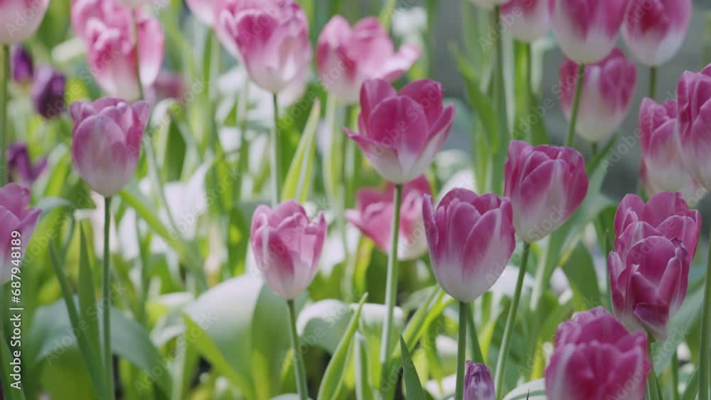 Close Up 4K with camera panning of blooming tulips with a vibrant beautiful colors. Their slender stems supporting young bud flowers adorned with colorful petals in yellow and pink with green leaves. Close Up 4K with camera panning of blooming tulips with a vibrant beautiful colors. Their slender stems supporting young bud flowers adorned with colorful petals in yellow and pink with green leaves.