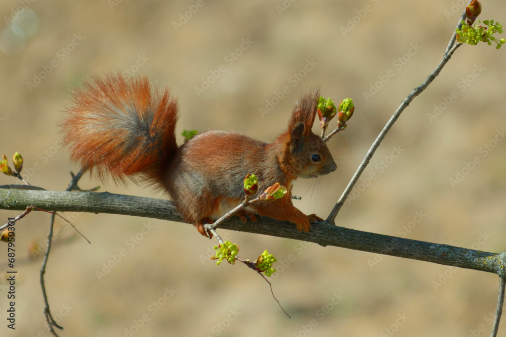 Obraz premium Squirrel sitting on a tree branch and eating young shoots of leaves