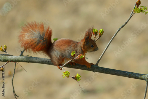 Squirrel sitting on a tree branch and eating young shoots of leaves