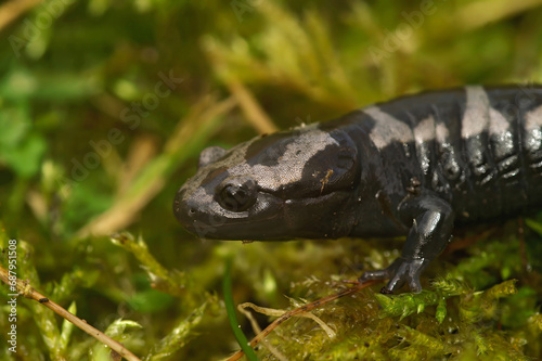 Closeup on an adult North-American marbled salamander, Ambystoma opacum sitting on green moss
