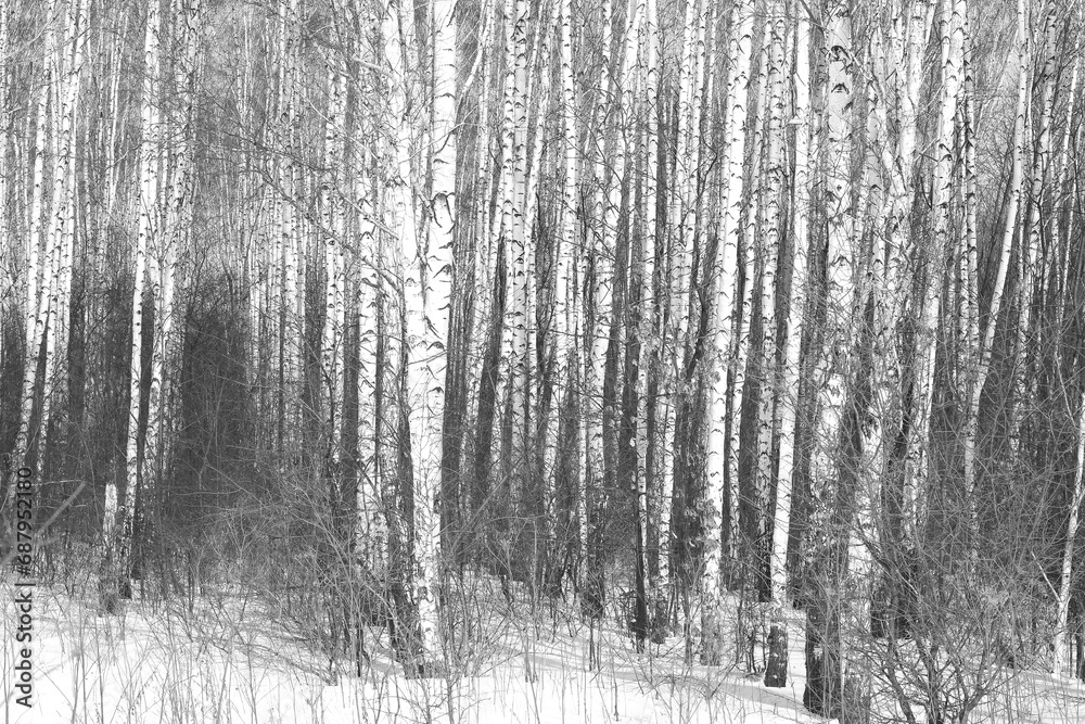 Fototapeta premium Black and white birch trees in winter on snow