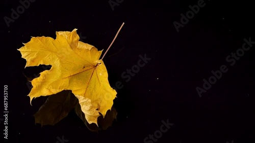 The beauty of autumn: leaves in vibrant hues float down to a reflective surface, set against darkness. photo