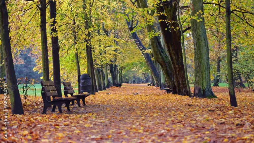 A path in the park, dressed in fall colors, with empty benches and tree rows. Sunlight and shadows create a poignant yet bright scene.