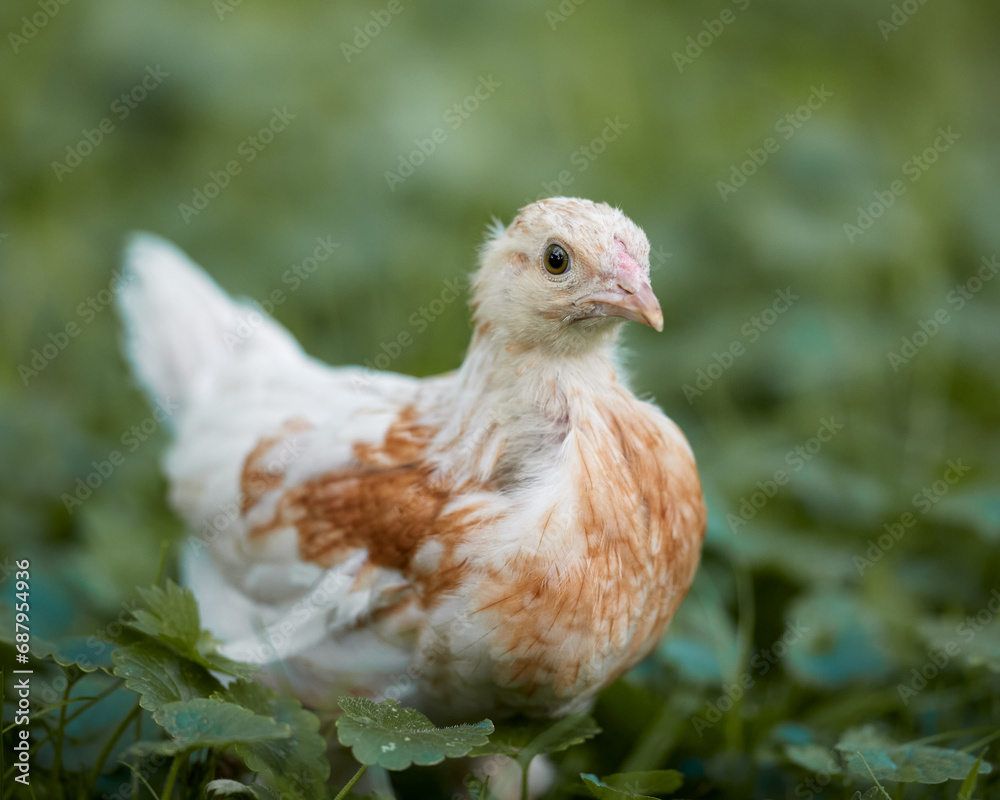 Young white brown chick in grass