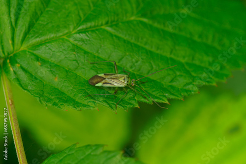 Closeup on a small green Mirid plant bug, Adelphocoris quadripunctatus, sitting on a leaf