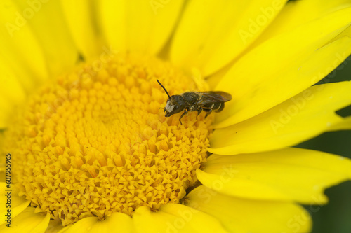 Close-up shot of a large-headed resin bee, Heriades truncorum, on a yellow Helenium flower photo