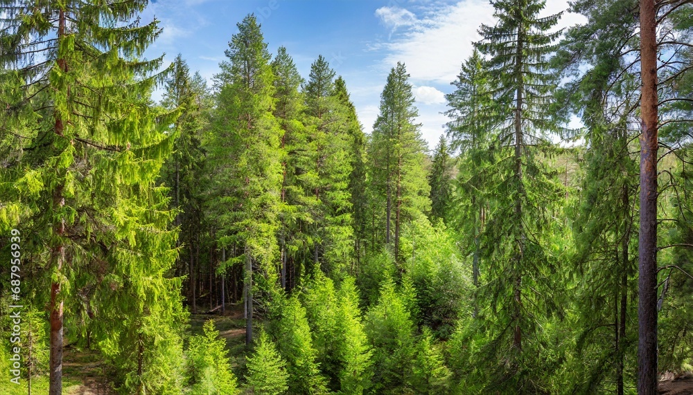 healthy green trees in a forest of old spruce fir and pine