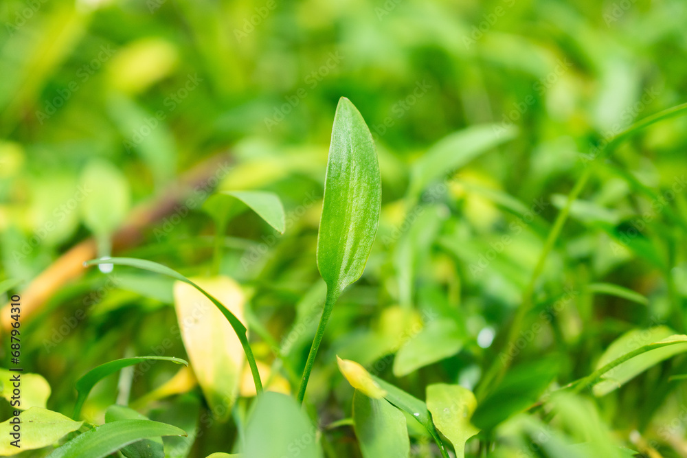 Cryptocoryne X Willisii plant in Saint Gallen in Switzerland