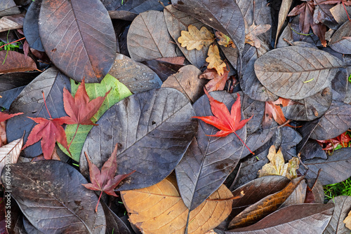 Fallen leaf study in late autumn UK
