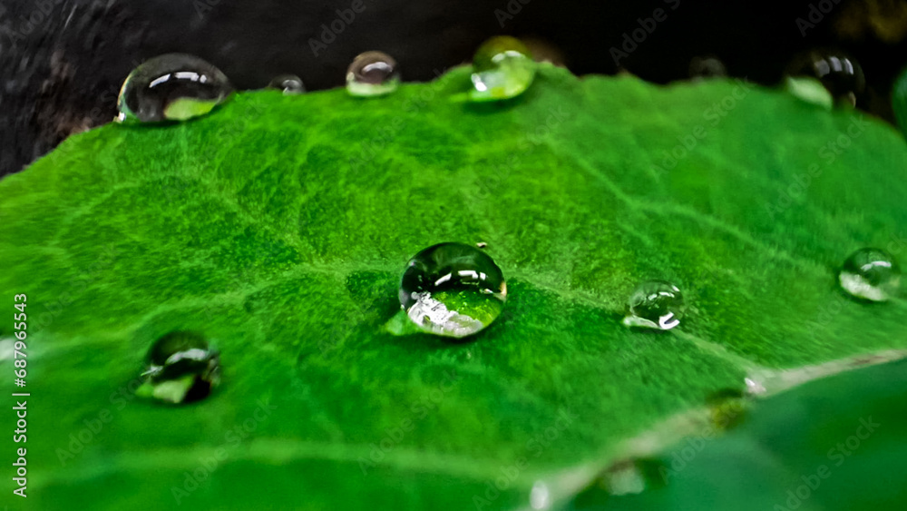 Beautiful large drop morning dew in nature, Drops of clean transparent water on leaves. Image in green tones. Spring summer natural background. Beautiful large drop morning dew in nature, Drops of clean transparent water on leaves. Image in green tones. Spring summer natural background.