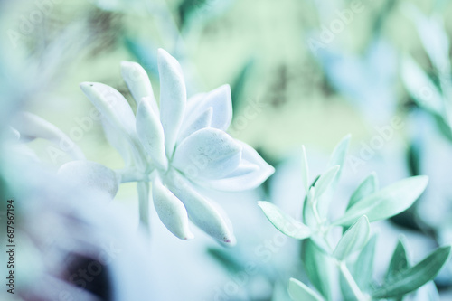 多肉植物の美しい世界のクローズアップ