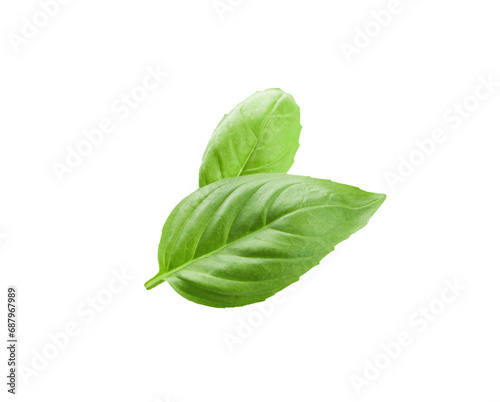 Basil isolated. Basil green fresh leaf flat lay isolated on white background. Few pieces or several slices. High resolution image. Can be used for self-design.