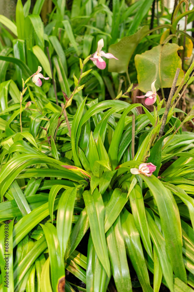 Fototapeta premium Phragmipedium X Sedenii plant in Saint Gallen in Switzerland
