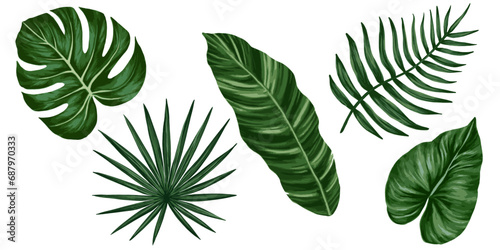 Tropical jungle leaves vector set. Monstera, palm leaves. Realistic hand drawn illustration. Isolated on white. © Taity