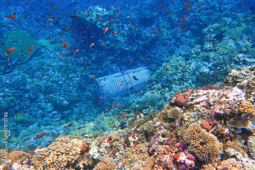 Fototapeta Naklejka Na Ścianę i Meble -  Indonesia Alor Island - Marine life Coral reef with tropical fish - fish trap