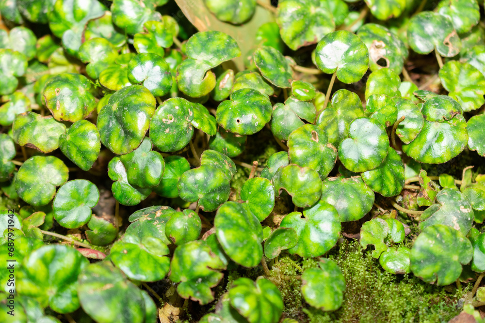 Begonia Hydrocotylifolia plant in Saint Gallen in Switzerland Begonia Hydrocotylifolia plant in Saint Gallen in Switzerland