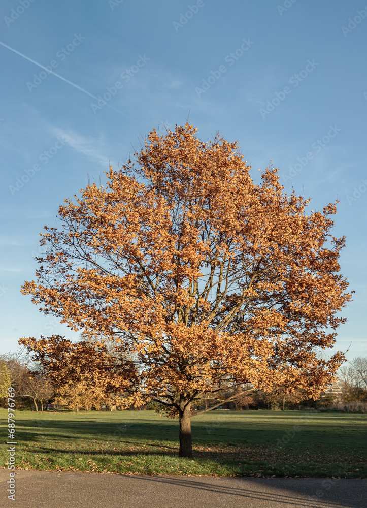 Fall sugar maple tree (Acer saccharum) or (Liquidambar formosana hance), The sugar maple or rock maple in full autumn colors, Formosan sweet gum, Fragrant maple, Vertical view, Space for text, Selecti