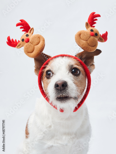 Fototapeta Naklejka Na Ścianę i Meble -  Jack Russell with reindeer antlers, studio capture. The dog sports festive headgear against a crisp white background