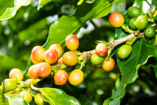 Close-up of coffee beans in the plantation of Yunlin, Taiwan. photo
