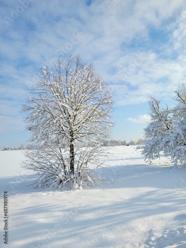 Schneebedeckte Bäume im Winter