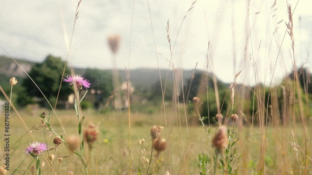 Plan serré dans l'herbe sèche en été au ras du sol, fleurs roses, au soleil, avec la montagne en arrière-plan, panoramique de gauche à droite