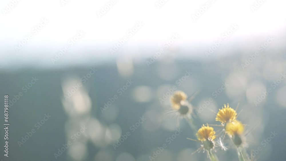 Panoramique de bas en haut en gros plan sur des fleurs sauvages, jeunes, et de l'herbe, dans un champ en été au soleil avec un ciel lumineux blanc