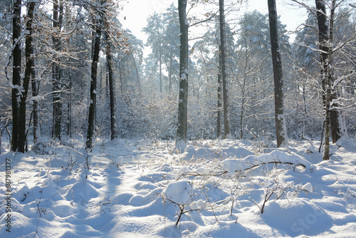 Biała zima w lesie