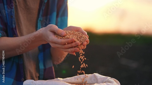 agriculture. farmer hands holding grain close-up wheat barley. business agriculture concept. the farmer inspects the harvest holds grains of wheat in his hands crop close-up. farming hard work