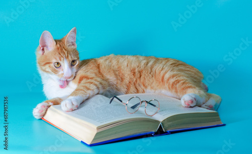 ginger cat washes and plays with a book and glasses on a turquoise background
