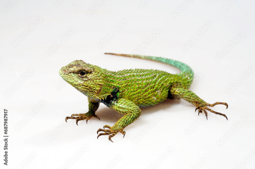 Obraz premium Malachit-Stachelleguan // Emerald Swift (Sceloporus malachiticus)