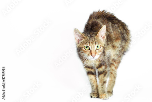 scared angry cat on a white background
