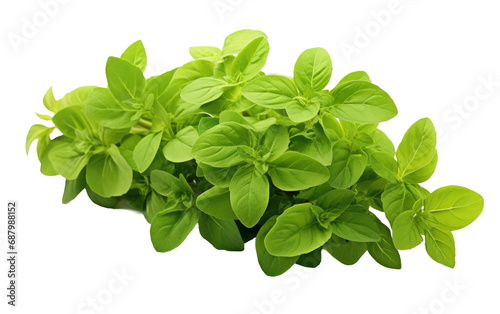 Oregano Essence On Isolated Background