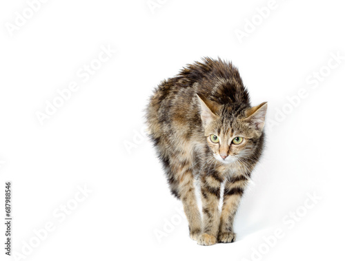 scared cat on a white background