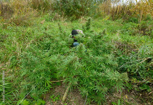 Cannabis growing in a field, low stress training technique: bending trunk of a plant and branches down using wooden pegs and ropes