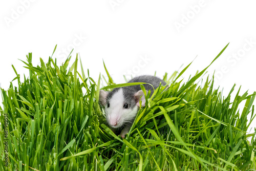 rat in green grass on a white background photo