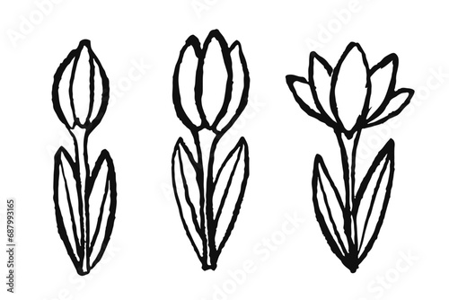 Set of black and white tulips. Spring flowers isolated on white background. Hand drawn vector illustration of tulips. 