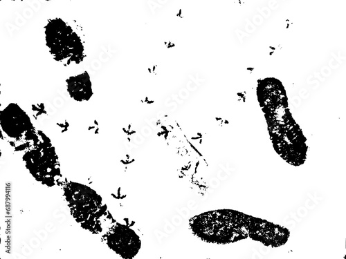 Vector grunge texture of bird paw prints and human boots on snow Using the effect of distress, weathering, dust, dirt, large and small grains. For backgrounds in vintage style, overlay, stencil
