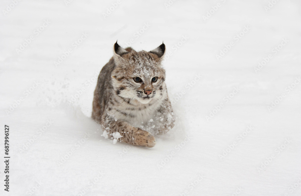 Bobcat walking in deep snow in winter