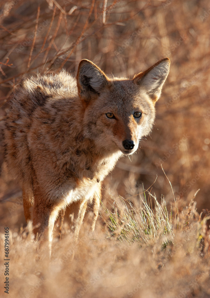 COyote in brush looking for dinner COyote in brush looking for dinner