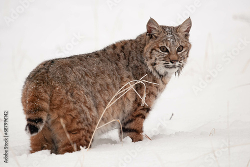 Bobcat walking in deep snow in winter photo