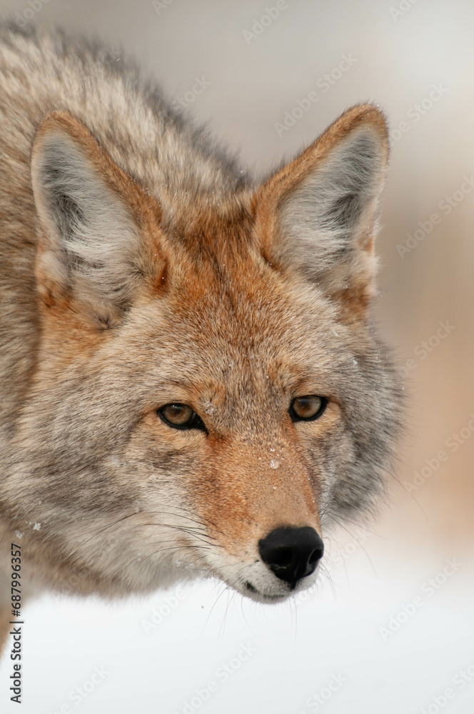 Portrait of coyote in Yellowstone National Park