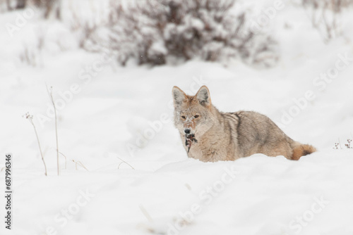 Coyote in heavy snow with mouse for dinner in Yellowstone © moosehenderson
